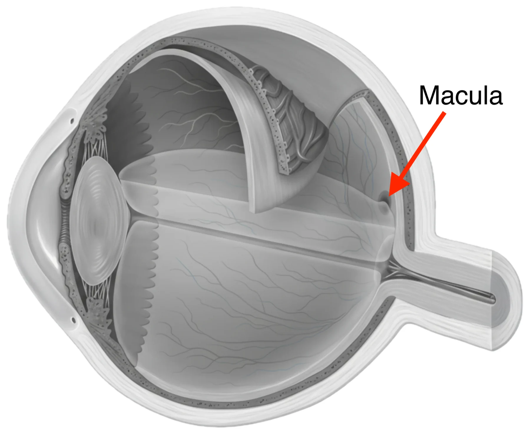 Cross-section of the eye showing the retina lining the back and the macula at its centre